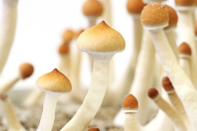 psychedelic mushrooms